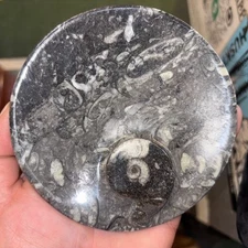 4 1/2” Orthoceras Round Dish