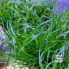 Juncus repens Live Aquarium Plants - *BUY 1 GET 1 at 50% OFF