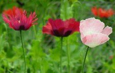 poppy, PEPPERBOX MIX flower, 85 seeds! GroCo made in USA US