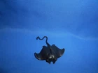 1988 GI JOE ARAH HYDRO VIPER DEVIL RAY MANTA PART ACCESSORY