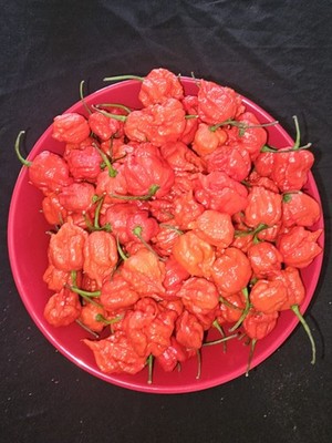 Zozoma Farms 3 Pounds Carolina Reaper Chili Peppers