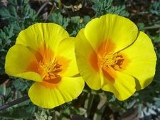 Golden West California Poppy Seeds Eschscholzia californica.  Free Shipping!