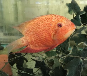 6 FISH PACK RED SPOTTED GOLD SEVERUM 1 TO 1.5" ALSO KNOWN ...