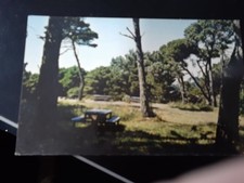 vintage postcard area among bishop & shore pines of mendocino coast USA