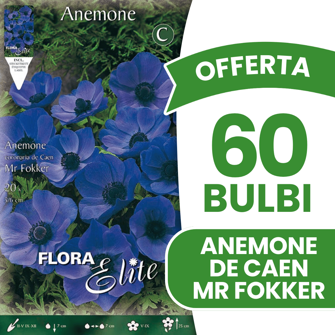 OFFERTA 60 BULBI ANEMONE CORONARIA MR. FOKKER BULBS BULBES
