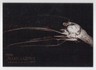 Toco Toucan 2024 Topps Allen & Ginter's X-Ray Oregon Zoo #XR-1