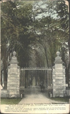 Vintage 1920 Savernake Forest Grand Avenue Marlborough England Postkarte