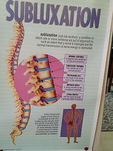 Human Spinal Nerves Anatomical Chart