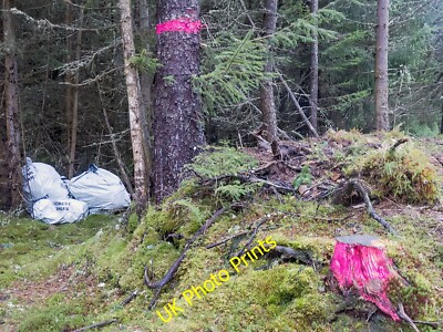 Foto 6x4 Anzeichen von Fällungen und Pflanzungen kommen, Knockbain Wood Dunsto c2015