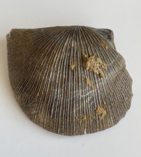 Xystostrophia umbraculum, Brachiopode, Mittl. Devon, Gerolstein, Eifel
