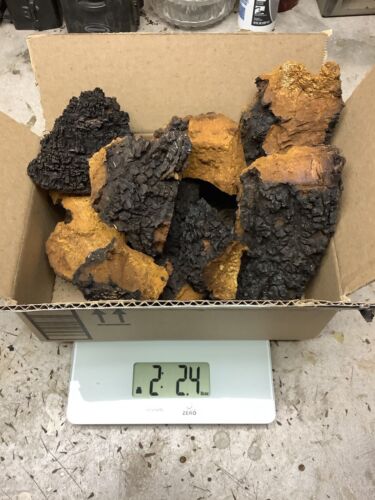 Large Chaga Mushroom Chunks 2 + Pounds Fresh Picked a Week Ago