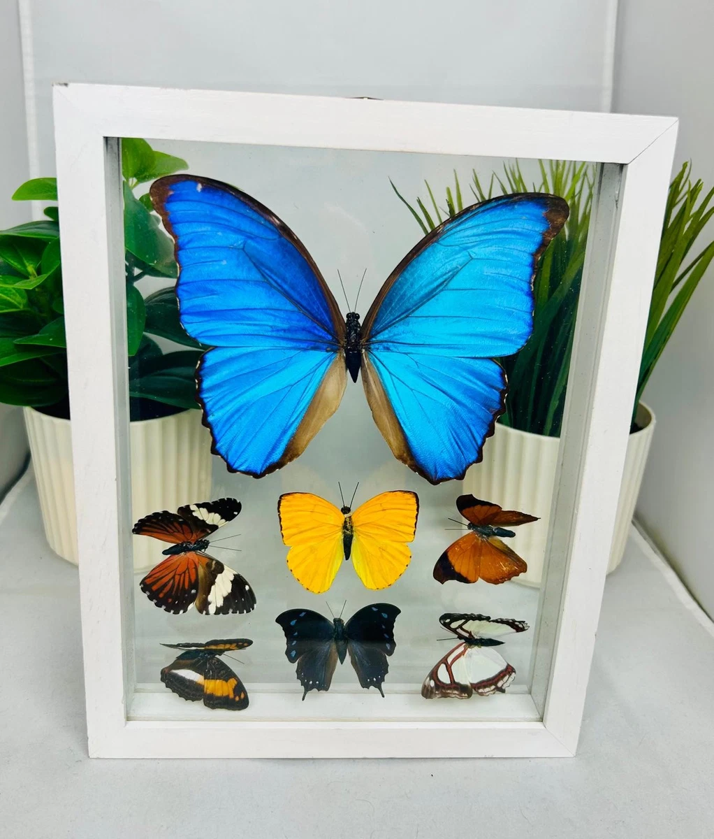 Morpho for sale | eBay