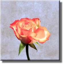 Vintage Tulip Picture on Stretched Canvas, Wall Art Décor, Ready to Hang