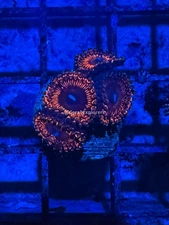 CE- WYSIWYG Darth Maul Zoa Zoanthid Frag Live Coral LPS SPS #R1GJ11