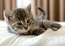 Fleecedecke Katze 100x140 cm Kinder Decke Kuscheldecke Katzen Kitten Kätzchen