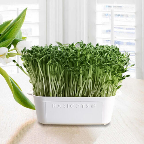 Seed Sprouter Tray Container Wheatgrass Grower Lid Sprouting Bean Mung