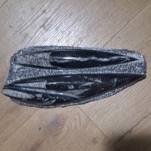 Polished Nautiloid Fossil Slab with Multiple Specimens in Matrix