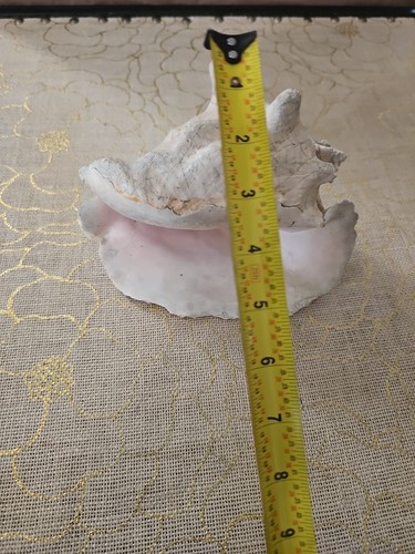 NATURAL QUEEN CONCH SHELL 8" WX6"L - Picture 6 of 6