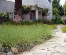 30 Perennial Sesleria autumnalis Bulk Landscape Ornamental Grass Plants