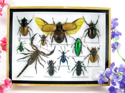 Einzelstück, echte präparierte Insekten und Krabbler als medium 3D Wandbild  M32