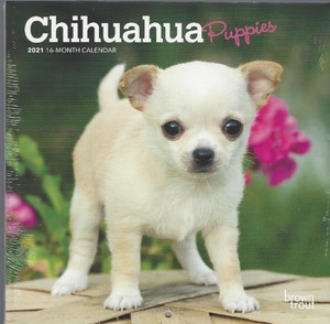 ivory coat grain free puppy large breed