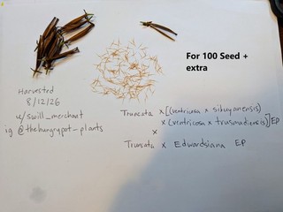 100 Nepenthes Seed [Truncata x((vent x sib)x(vent x tm)]x Truncata x Edwardsian
