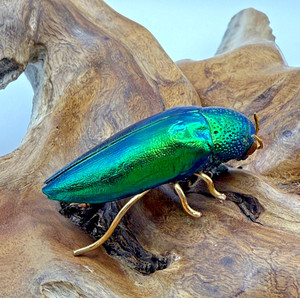 Real Iridescent Jewel Beetle Taxidermy Green Blue Insect Figure 2.4 in