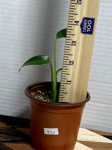 Monstera Burle Marx Flame -- PICK YOUR PLANT!! US SELLER!! (F) - Picture 7 of 8