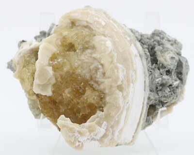 Fossil Clam Mercanaria 2 sides UV with Golden Calcite Rucks Pit Florida COA 4581