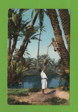 La récolte des dattes (Ref. L7923)