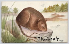 Muskrat Postcard Chas K Red Worcester MA