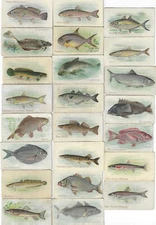 c1910's T58 Piedmont Tobacco Card - Fish Series - 23 Different - Buy 1 or All!