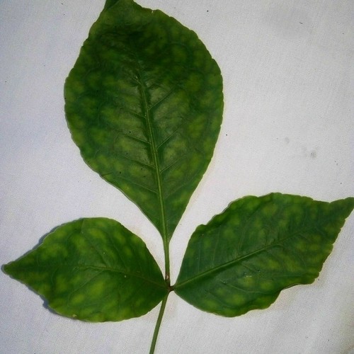 Bel Patta Powder Bael Patra Powder Bilva Bel Leaf Aegle Marmelos Powder Bailpatr - Picture 3 of 3