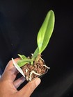 DO - Slc. Virginia Dickey x Sl. Orpetii, 4n Orchid, mini Cattleya, nice reds! — photo 3