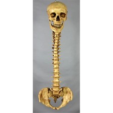 Aged Spine With Skull