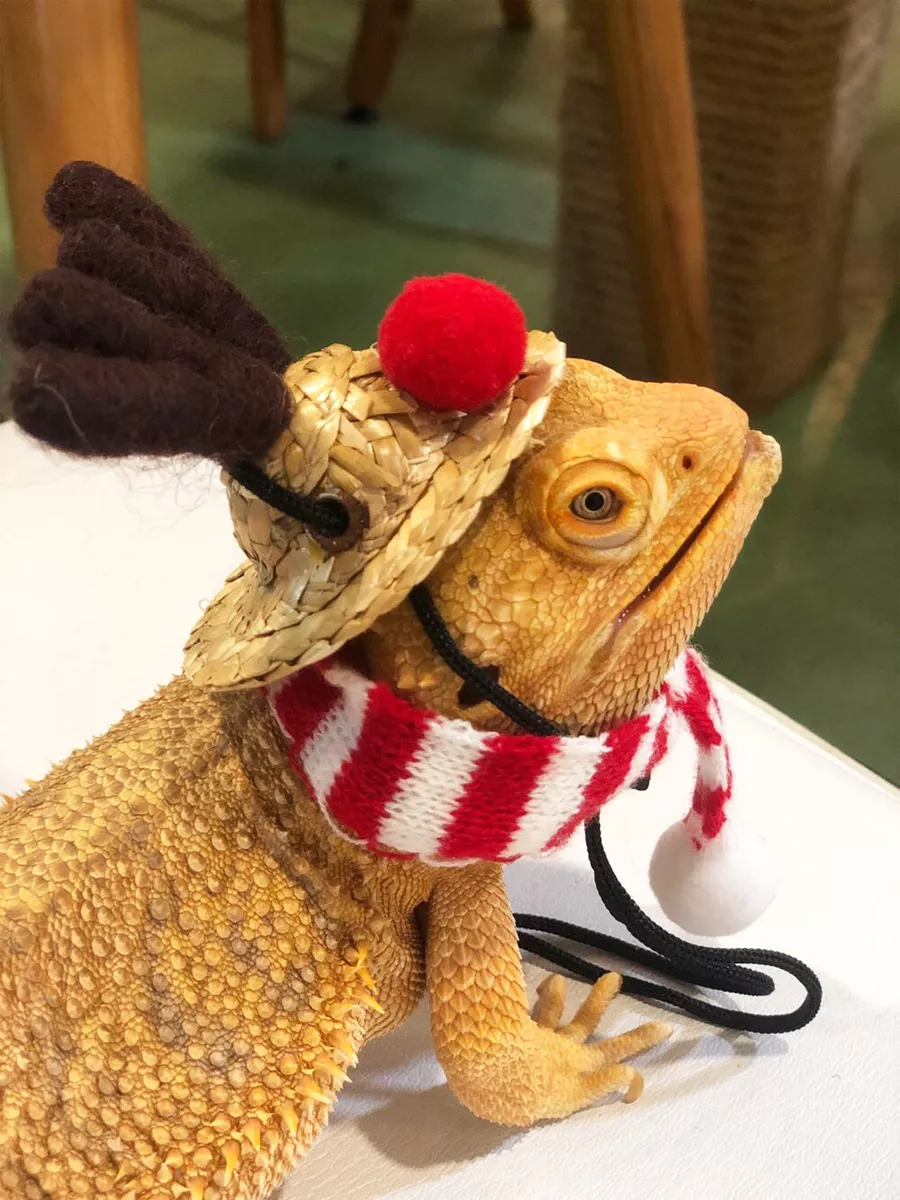 Bearded Dragon Lizards Reptile Hat Scarf Accessories Toys Christmas Santa Outfit