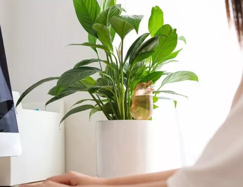 Cute Bird Shape Plant Self Watering Spikes Pot Automatic Drip Irrigation Tool 2 - Picture 8 of 13