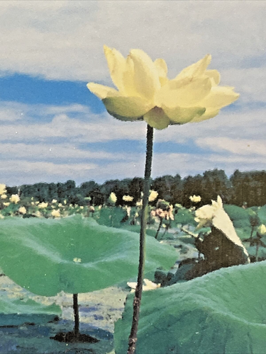 Oak Framed Photo Of Water Lilies ‘the dance’ By Jane Lindsay 11 1/2” X 9 1/2” - Picture 5 of 8