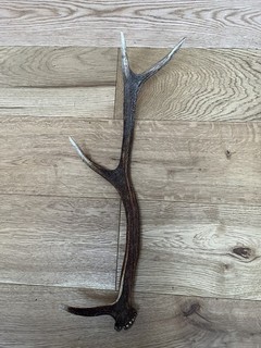 Red Deer Antler