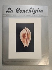Mediterranean Conchology Cypraea Tubiola Conus Fossil Shells La  Conchiglia NICE