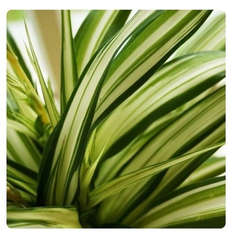 (2) Baby Spinnenpflanze im 2" Topf Zimmerpflanze Chlorophytum capese versandkostenfrei - Bild 19 von 24