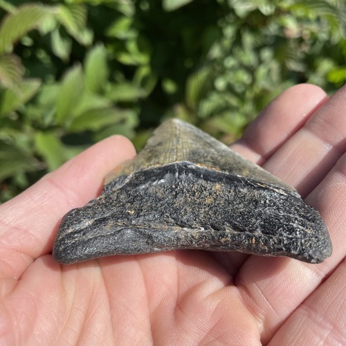 Fossil Megalodon Shark Tooth 23-3.6Million Years Old S.Carolina USA - Picture 7 of 13