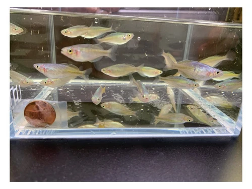 3 Boesemani Rainbow Fish