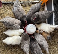 Silkie Hatching Eggs
