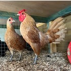 *cluckington-palace*