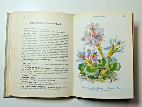 Botanique. A. Guillaumin. Les fleurs de jardin. 64 Planches coloriées - Imagen 10 de 10