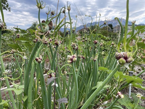 Organic Egyptian Walking Onion Bulbs - Picture 1 of 3