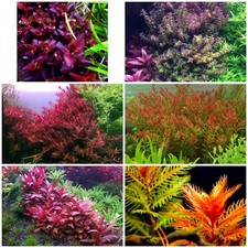 Rare Live Aquarium Plants Package 6 Species 28 Stems Free S/h Colorful