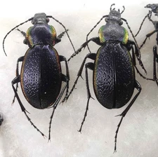 Carabus Morphocarabus excellens 1 pair A1 ground beetles from S Ukraine