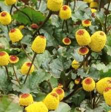 Toothache Plant Paracress Seeds  Organic